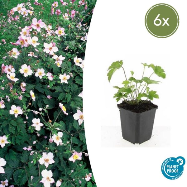 Anemone tomentosa 'Robustissima' | 6 Stücke