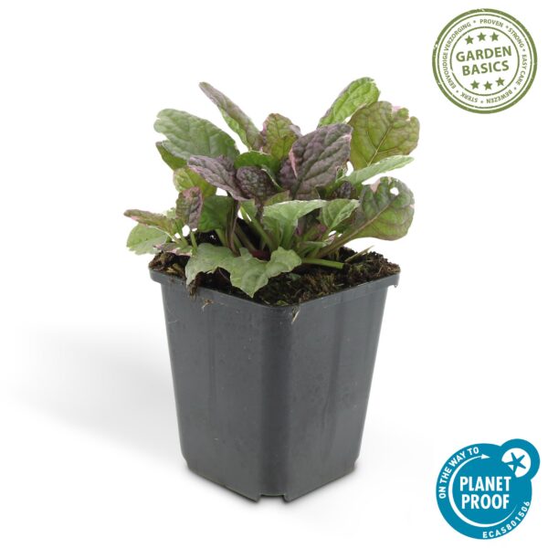Ajuga reptans 'Burgundy Glow' | 60 Stücke