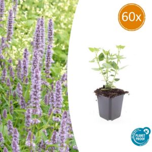 Agastache 'Blue Fortune' | 60 Stücke