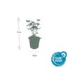 04d87cee2b794e99a466ec1970be5f211059e7561a00459d822133ed72676166.jpg Agastache 'Blue Fortune' | 6 Stücke