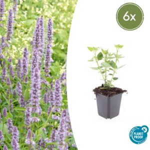 Agastache 'Blue Fortune' | 6 Stücke