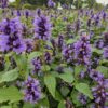 2d5cae23dce84172b49f6566193831186146f2940bdd400b9bdaee25f944d75f.jpg Agastache 'Blue Fortune' | 6 Stücke