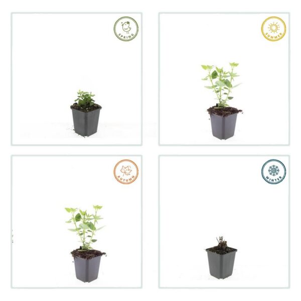 Agastache 'Blue Fortune' | 12 Stücke