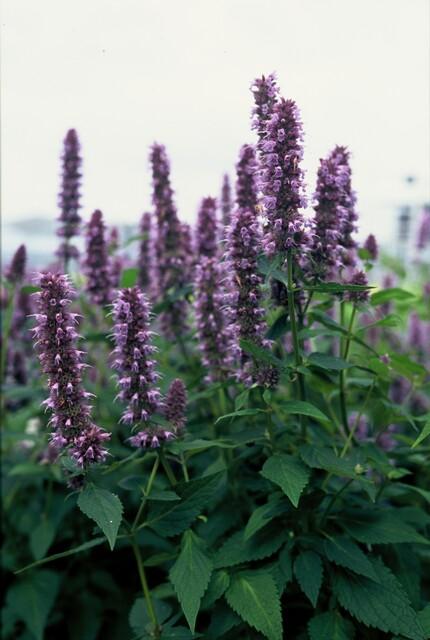 Agastache 'Blue Fortune' | 12 Stücke