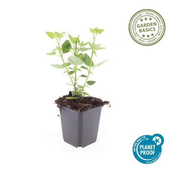 Agastache 'Blue Fortune' | 12 Stücke