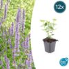 Agastache 'Blue Fortune' | 12 Stücke