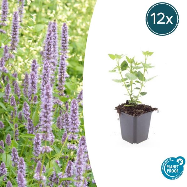 Agastache 'Blue Fortune' | 12 Stücke