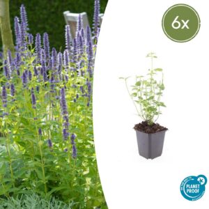 Agastache 'Black Adder' | 6 Stücke