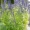 Agastache 'Black Adder' | 12 Stücke