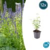 Agastache 'Black Adder' | 12 Stücke
