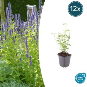 Agastache 'Black Adder' | 12 Stücke