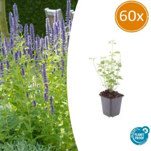 Agastache 'Black Adder' | 60 Stücke