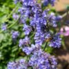 Nepeta 'Six Hills Giant' | 60 Stücke