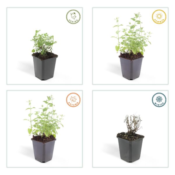 Nepeta 'Six Hills Giant' | 60 Stücke