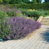 Nepeta 'Six Hills Giant' | 60 Stücke