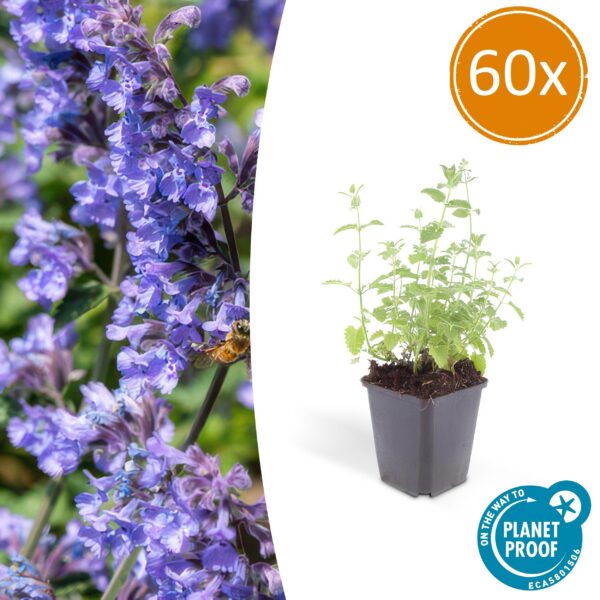 Nepeta 'Six Hills Giant' | 60 Stücke