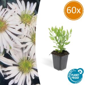 Aster ageratoides 'Ashvi' | 60 Stücke