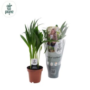 f4724141fe864b44aa4b959b32c88f44e18cdce932124c22b28939b9621439e0.jpg Dypsis lutescens