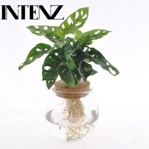 Monstera Adansonii in kugelförmigem Glas mit Kork