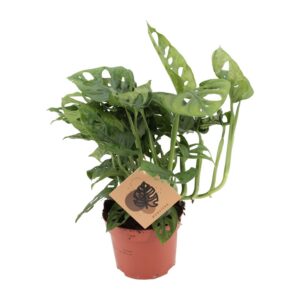 Monstera Affe