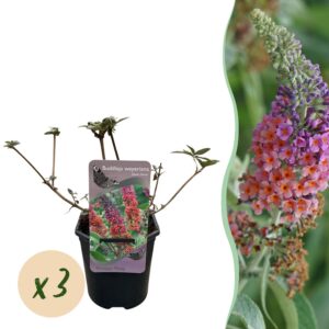 1355359532934e6d98162aa27d728b59046af609c2ee4f498bc6b06d76f13714.jpg Schmetterlingsbush - Buddleja davidii Flower Power - Blüte Orange Lila - 3 Pflanzen - 1m2 - Blattabwerfend - Schmetterlingsanziehend