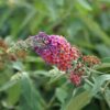df57ea72849146eb9aff4d884fd5d81b2d09583f4bd1408a95c7e824c99d84d9.jpg Schmetterlingsbush - Buddleja davidii Flower Power - Blüte Orange Lila - 3 Pflanzen - 1m2 - Blattabwerfend - Schmetterlingsanziehend