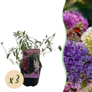 8715695845d04c94836c47e24b1d6c848d12be619360430c9d0fea9c3d7b7c24.jpg Schmetterlingsstrauch - Buddleja davidii Tricolour - Blüten Rosa, Weiß und Lila - 3 Pflanzen - 1m2 - Laubabwerfend - Schmetterlingsanlockend