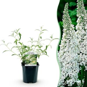 0d465a3f05614d638c5542e111d0c63a82f44d6af4c24010aa1d0dca5721deb1.jpg Schmetterlingsstrauch - Buddleja davidii White Profusion - Blüte Weiß - 1 Pflanze - Laubabwerfend - Schmetterlingsanziehend