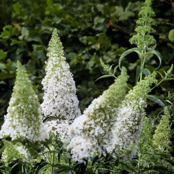 Schmetterlingsstrauch - Buddleja davidii White Profusion - Blüte Weiß - 1 Pflanze - Laubabwerfend - Schmetterlingsanziehend