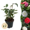 c40215919ba4400ba49b5ca2cf7020a0838767805ec040b391332104754e846b.jpg Sträucher - Camelia japonica Tricolour - Blüte Rosa, Weiß und Rot - 3 Pflanzen - 1 m2 - Immergrün