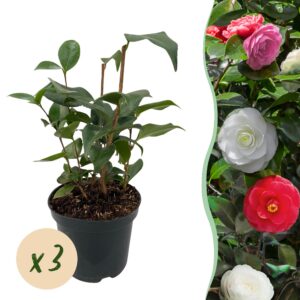 c40215919ba4400ba49b5ca2cf7020a0838767805ec040b391332104754e846b.jpg Sträucher - Camelia japonica Tricolour - Blüte Rosa, Weiß und Rot - 3 Pflanzen - 1 m2 - Immergrün