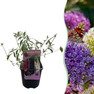 d6e2270c6d474915aa45a4f71c4e9e8ee1989ae35f8b435ea8ab6ceee9adb62f.jpg Schmetterlingsstrauch - Buddleja davidii Tricolour - Blüten Rosa, Weiß und Lila - 1 Pflanze - Laubabwerfend - Schmetterlingsanziehend