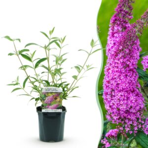 88621eba1d304df08a6c0bce33655f8ab01b226b6ce548d480b5ba6ff5bfd303.jpg Schmetterlingsstrauch - Buddleja davidii Pink Delight - Blüte Rosa - 1 Pflanze - Laubabwerfend - Schmetterlingsanziehend
