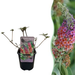 67a8426e5c72498fa1f53b965e12765af33d00851b0543e5adc314a601e8f88f.jpg Schmetterlingsstrauch - Buddleja davidii Flower Power - Blüte Orange Lila - 1 Pflanze - Laubabwerfend - Schmetterling anziehend