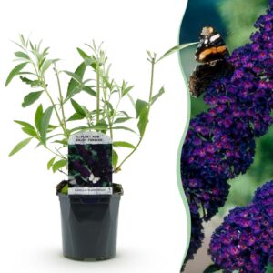 3f677a9a9d3d42aeb5bd457560d2d03615f9325527e040eb90e09f274dc36186.jpg Schmetterlingsstrauch - Buddleja davidii Purple Emperor - Blüte Lila - 1 Pflanze - Laubabwerfend - Schmetterlingsanziehend