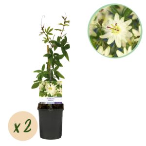 7462bb4e06ba4cceb0aea6abb57279ccb8f054372f4d4619b4705da6384a336d.jpg Passionsblume - Passiflora Avalanche - Blüte Weiß - Pflegeleicht - 2 Pflanzen