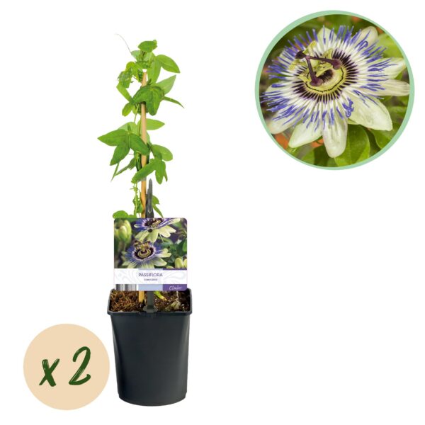 Passionsblume - Passiflora caerulea - Blüte Blau mit Grün Weiß - Wenig Pflege - 2 Pflanzen