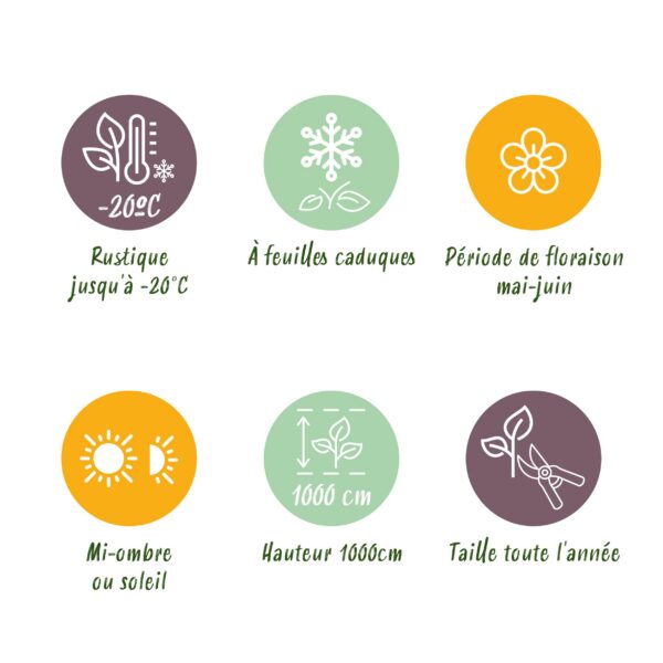 Wilde Wein - Parthenocissus Engelmannii - Blatt Grün später Rot - Wenig Pflege - 2 Pflanzen