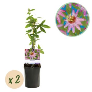 625fd0e5bec848fe9f06aa6dd2c81e145835b394c8d84ab09dcbd67903858a60.jpg Passionsblume - Passiflora Anastasia - Blume Rosa - Wenig Pflege - 2 Pflanzen