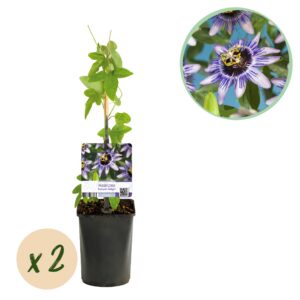c551c80157fd4bbdb29541fefbf785f6a8403e3b221d4d708e8e355e4b91e568.jpg Passionsblume - Passiflora Damsels Delight - Blüte Lila mit Weiß - Wenig Pflege - 2 Pflanzen