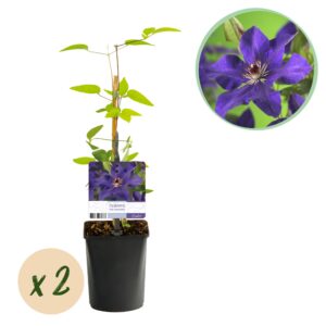 fe90435810e342f0ad9a0d799c089f7259e934d1544d4e6e9f443947d1e96c5c.jpg Kletterpflanze - Clematis The President - Blüte Rosa - Wenig Pflege - 2 Pflanzen