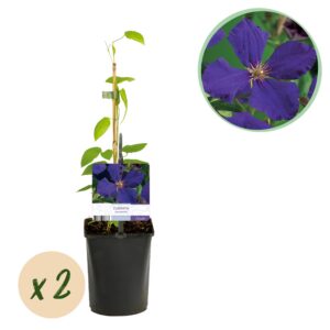 c44b1026269a413c90ee2c922b72ac3193cef48be9924dc4a49db98652836d9e.jpg Kletterpflanze - Clematis Jackmanii - Blüte Blau - Wenig Pflege - 2 Pflanzen