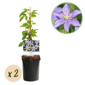 dffa7a796bf44ce7bb460a9edd9503402f0cfe4345974ccaa4574c7df5551596.jpg Kletterpflanze - Clematis Justa - Blüte Hellblau - Wenig Pflege - 2 Pflanzen