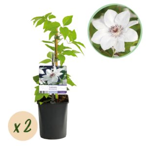 16ecde3f50af46e4ab9a3da37a4a18fd3fe4ad1a6387426eba8f0f3febbdafda.jpg Kletterpflanze - Clematis Miss Bateman - Wenig Pflege - 2 Pflanzen