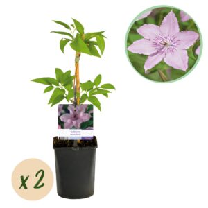 c36892de436144999668077a8e046cca6f93957490214994a1fa0732ab3056fe.jpg Kletterpflanze - Clematis Hagley Hybrid - Blüte Rosa - Wenig Pflege - 2 Pflanzen