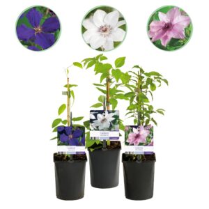 49ec371adac145758f386c59ca59d9040f87580db5f9456b9b031da6002837a5.jpg Kletterpflanze - Clematis Tricolour - Blüte Rosa Weiß Lila - Wenig Pflege - 3 Pflanzen Kletterpflanze - Clematis Rainbow - Blüte Rosa Weiß Lila Rot - Wenig Pflege - 4 Pflanzen