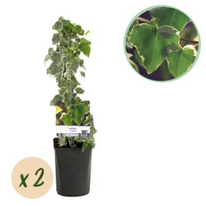 96dde74ef7c147328ecd57daec1af5d3f2fbf1d96b6d4983bfc746e7b56b971c.jpg Kletterpflanze - Hedera helix Glacier - Blatt Bunt - Immergrün - 2 Pflanzen