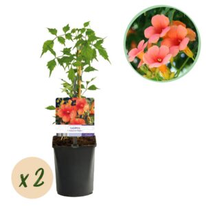 8f235512ea924b3abf213ff7502599f0cec858aade6445c68d04c5de95594908.jpg Trompetblume - Campsis radicans Madame Galen - Blüte Orange - Wenig Pflege - 2 Pflanzen