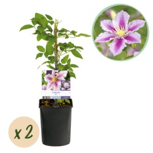252f5466cf57400f873d39c0e737bfa44fbf0eee565c48668e78797c16c80627.jpg Kletterpflanze - Clematis Piilu - Blüte Rosa - Wenig Pflege - 2 Pflanzen
