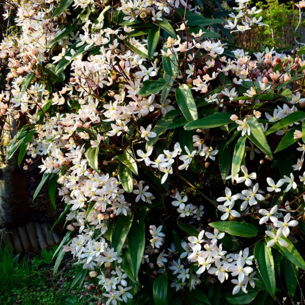 Kletterpflanze - Clematis armandii - Blüte Weiß - Immergrün - Wenig Pflege